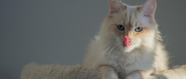 Chat sacré de Birmanie